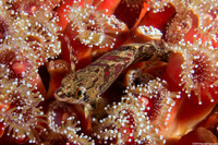 Oxylebius pictus (Painted Greenling)