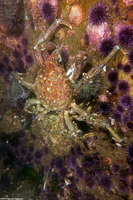 Loxorhynchus grandis (Sheep Crab)