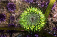 Anthopleura sola (Sunburst Anemone)