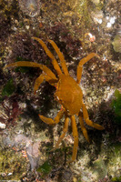 Pugettia producta (Northern Kelp Crab)