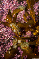 Epiactis prolifera (Proliferating Anemone)