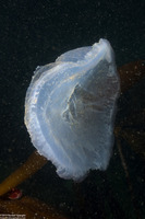 Chrysaora fuscescens (Brown Jellyfish)