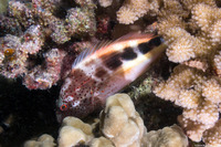 Paracirrhites forsteri (Freckled Hawkfish)