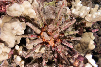 Chondrocidaris gigantea (Rough-Spined Urchin)