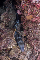 Conger marginatus (Hawaiian Conger)
