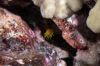 Cladopsammia eguchii (Oval Cup Coral)