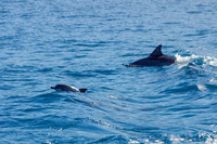 Stenella longirostris (Spinner Dolphin)