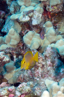 Ctenochaetus strigosus (Goldring Surgeonfish)