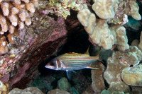 Neoniphon sammara (Spotfin Squirrelfish)