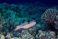 Bothus mancus (Flowery Flounder)
