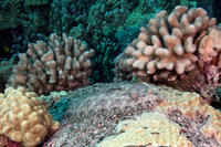 Bothus mancus (Flowery Flounder)
