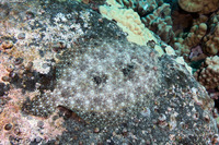Bothus mancus (Flowery Flounder)
