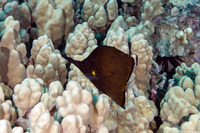 Forcipiger longirostris (Big Longnose Butterflyfish)