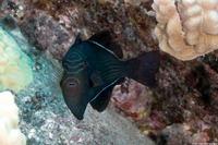 Melichthys niger (Black Triggerfish)