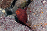 Octopus cyanea (Day Octopus)