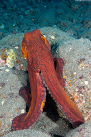Octopus cyanea (Day Octopus)