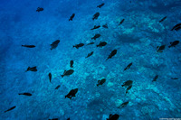 Melichthys niger (Black Triggerfish)