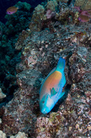Chlorurus spilurus (Bullethead Parrotfish)