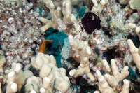 Centropyge potteri (Potter's Angelfish)