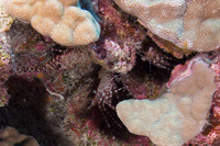 Saron marmoratus (Common Marbled Shrimp)