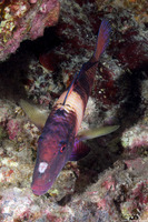 Parupeneus multifasciatus (Manybar Goatfish)