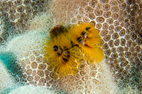 Spirobranchus sp.1 (Christmas Tree Worm)