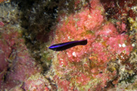 Labroides phthirophagus (Hawaiian Cleaner Wrasse)