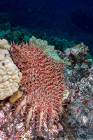 Acanthaster solaris (Crown-of-Thorns Star)