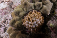 Palythoa caesia (Blue-Gray Zoanthid)