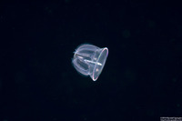 Class Enteropneusta (Larval Acorn Worm)