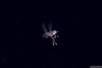 Infraorder Brachyura (Larval Crab (Megalopa Stage))