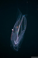 Eurhamphaea vexilligera (Redspot Comb Jelly)