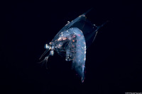 Odontodactylus sp.1 (Larval Mantis Shrimp)