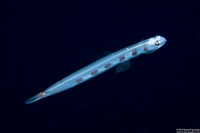 Trachinocephalus myops (Snakefish)