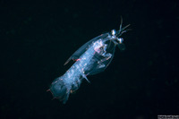 Odontodactylus sp.1 (Larval Mantis Shrimp)