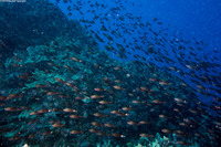 Chlorurus spilurus (Bullethead Parrotfish)