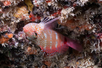Cirrhitops fasciatus (Redbarred Hawkfish)