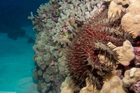 Acanthaster solaris (Crown-of-Thorns Star)