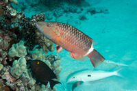 Oxycheilinus unifasciatus (Ringtail Wrasse)