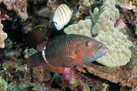 Oxycheilinus unifasciatus (Ringtail Wrasse)