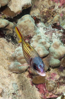Neoniphon sammara (Spotfin Squirrelfish)