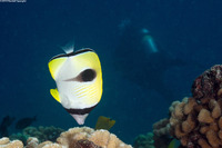 Chaetodon unimaculatus (Teardrop Butterflyfish)