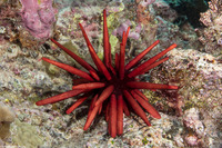 Heterocentrotus mamillatus (Red Pencil Urchin)