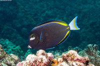 Acanthurus nigricans (Whitecheek Surgeonfish)