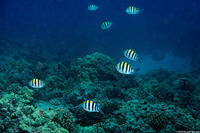 Abudefduf vaigiensis (Indo-Pacific Sergeant)