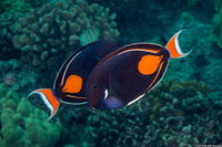Acanthurus achilles (Achilles Tang)