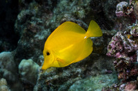 Zebrasoma flavescens (Yellow Tang)