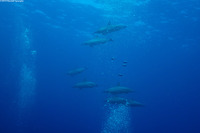 Stenella longirostris (Spinner Dolphin)