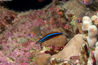 Plagiotremus ewaensis (Ewa Fang Blenny)