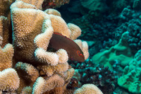Paracirrhites arcatus (Arc-Eye Hawkfish)